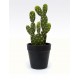 adono cactus YC170167